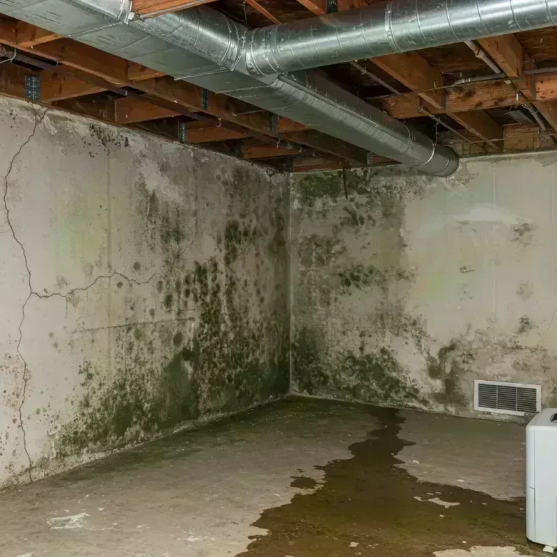 Professional Mold Removal in Barton County, KS